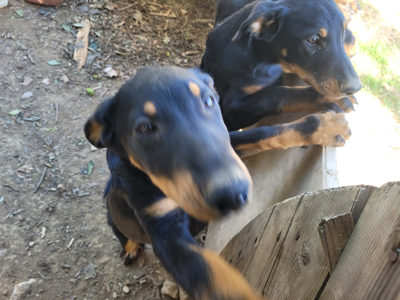 du bosquet Guillaume - Chiots disponibles - Berger de Beauce