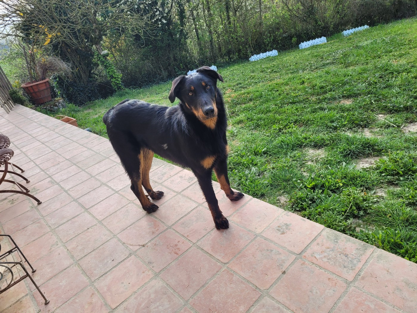 du bosquet Guillaume - Chiots disponibles - Berger de Beauce