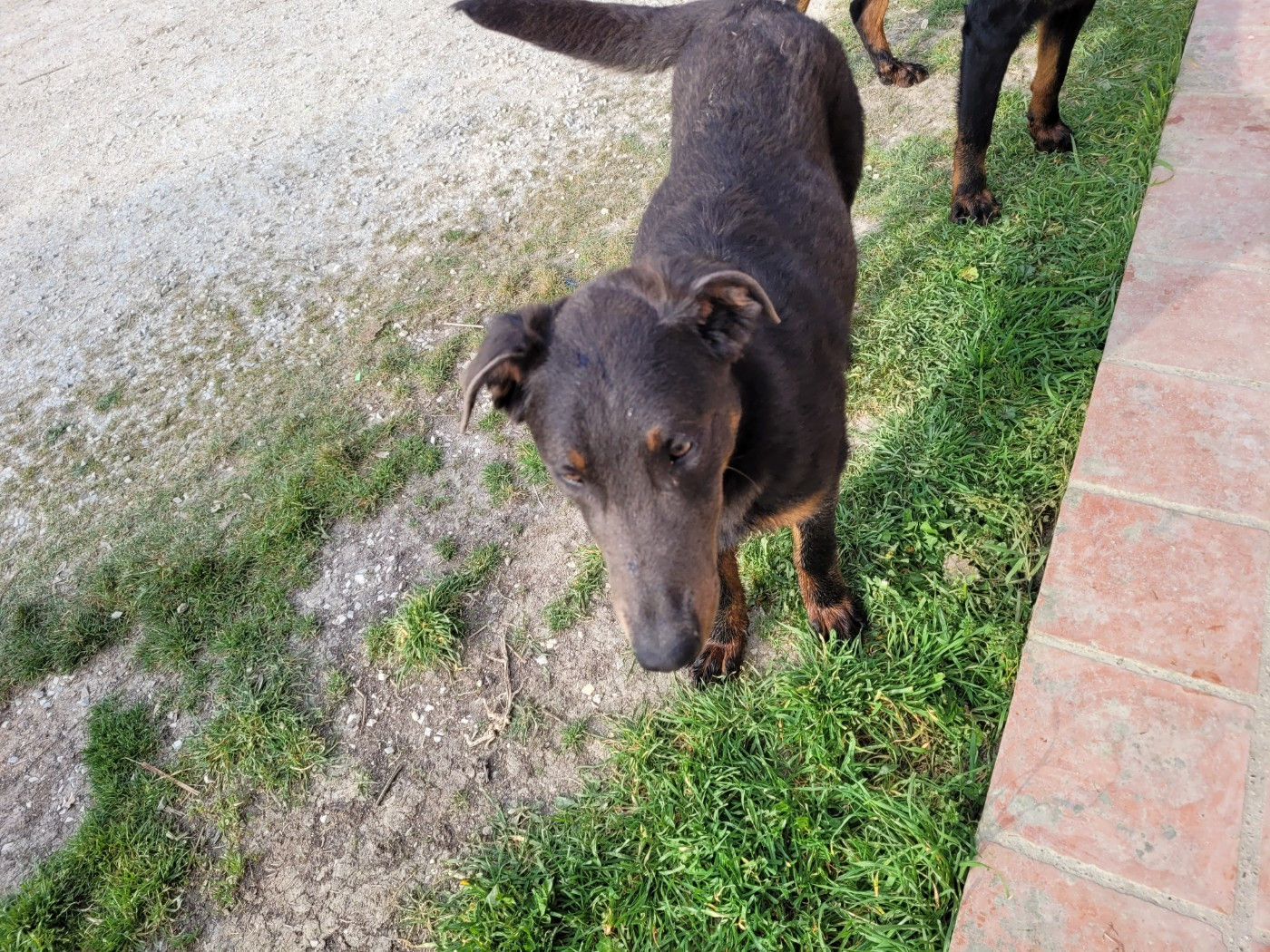du bosquet Guillaume - Chiots disponibles - Berger de Beauce