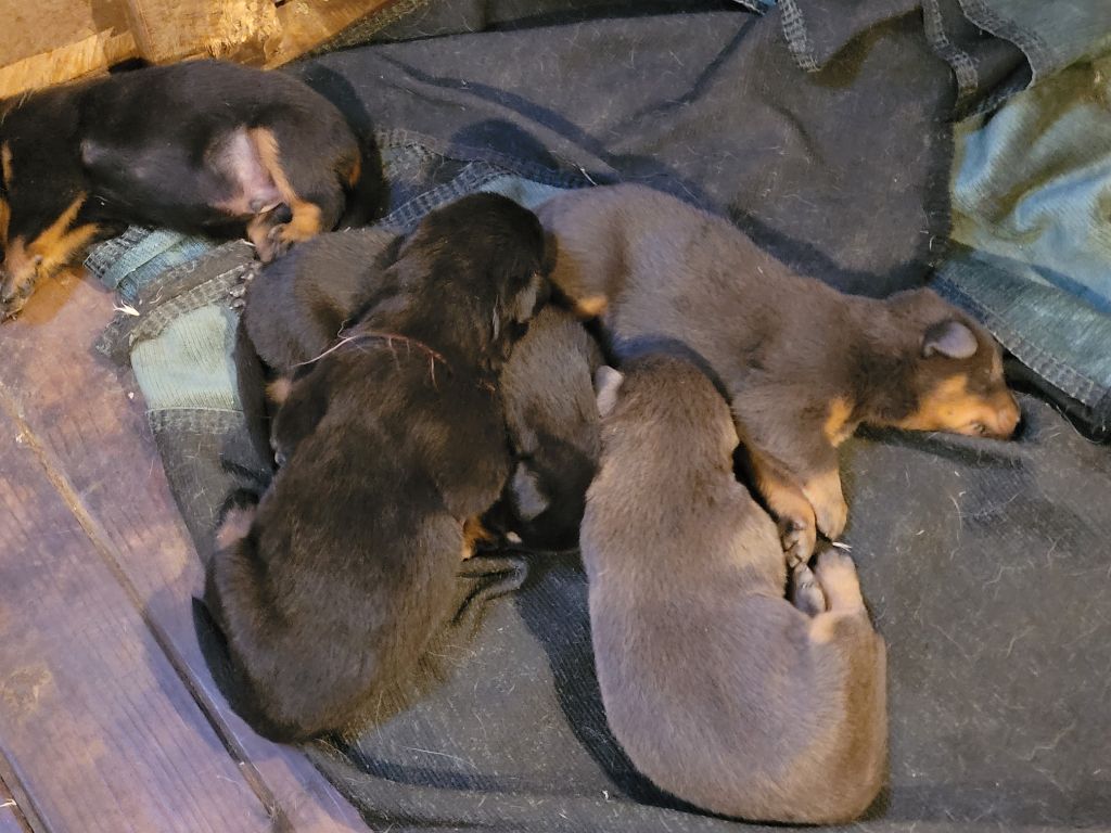 Chiot Berger de Beauce du bosquet Guillaume