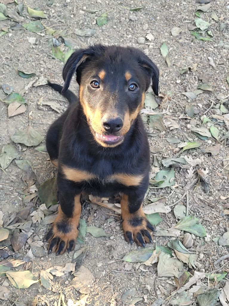 du bosquet Guillaume - Chiots disponibles - Berger de Beauce