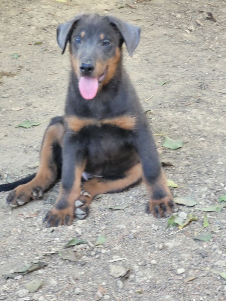du bosquet Guillaume - Chiots disponibles - Berger de Beauce