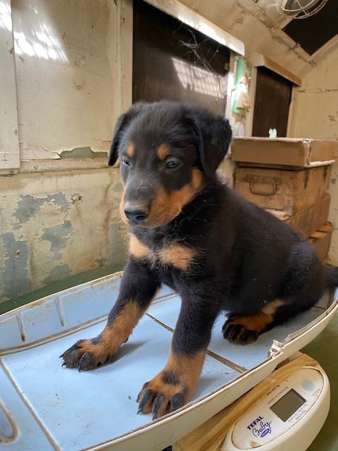 du bosquet Guillaume - Chiots disponibles - Berger de Beauce