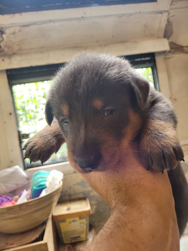 du bosquet Guillaume - Chiots disponibles - Berger de Beauce