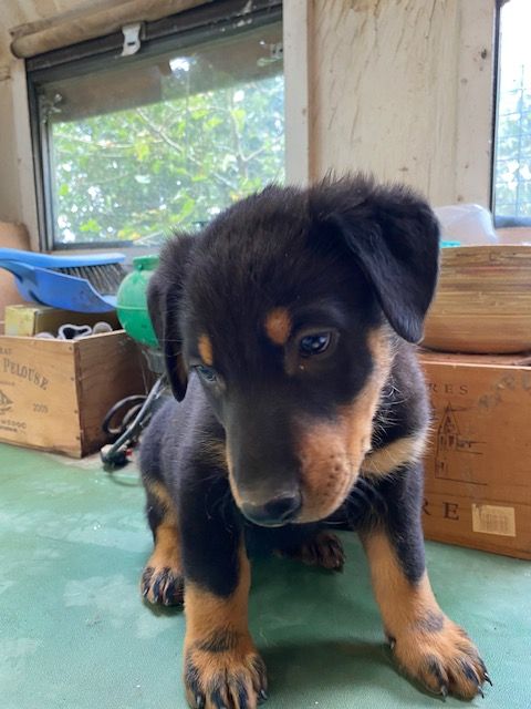 du bosquet Guillaume - Chiots disponibles - Berger de Beauce