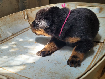 CHIOT collier rose