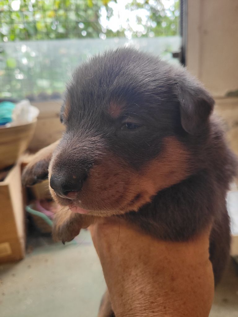 du bosquet Guillaume - Chiots disponibles - Berger de Beauce