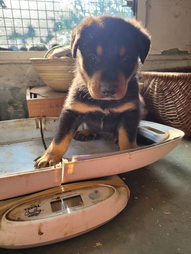 du bosquet Guillaume - Chiots disponibles - Berger de Beauce